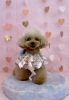 リナちゃん「ピンクバレンタイン💕」