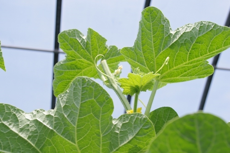 一定の高さまで伸ばしたあとは、頂芽（成長点を持つ主枝）を摘み上へ伸びる成長を止めます。