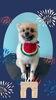 「Dog salon mofu mofu　余市町」