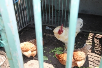 テーマパークで触れ合い用のヒヨコが大きくなり、殺処分になるところを引き取ったという鶏たち<br>