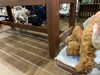 ここちゃんの背骨を狙うエマ店長( ･᷄-･᷅ )「宇治にOPENしたドッグランK-wood Dog Runの可愛い看板犬がDankeに遊びに来てくれました♪」