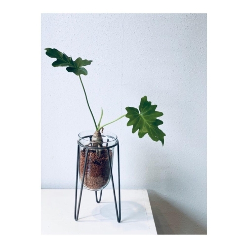 「ガラスの器の観葉植物」