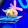 フウセンウオ「夏休みイベント！大人気！解説付きお魚のゴハンの時間！」