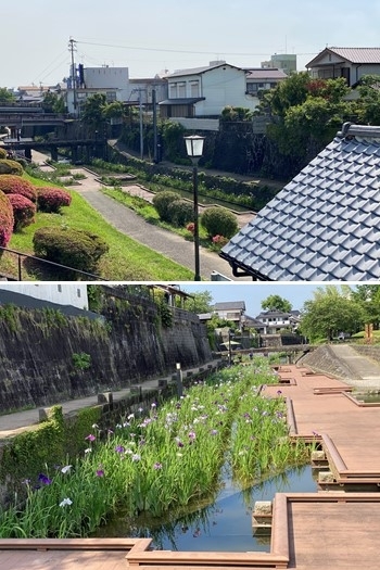 玉名市 高瀬裏川の花しょうぶ まいぷれ編集部が行く まいぷれ 荒尾 玉名 山鹿