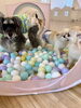 ボールプール大好き「ましゅまろ幼稚園🐾」