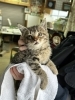 「猫に困ったらご相談を、サポートさせていただきます(活動地域は主に奈良県中南部、それ以外もご相談下さい」