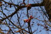 カリヨン横の桜「引揚記念公園　桜情報！」