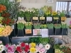 「【泉佐野市、貝塚市、熊取町、日根野】でお住まいの方で切り花のチューリップをお探しの方にオススメの花屋りっちゅ情報」