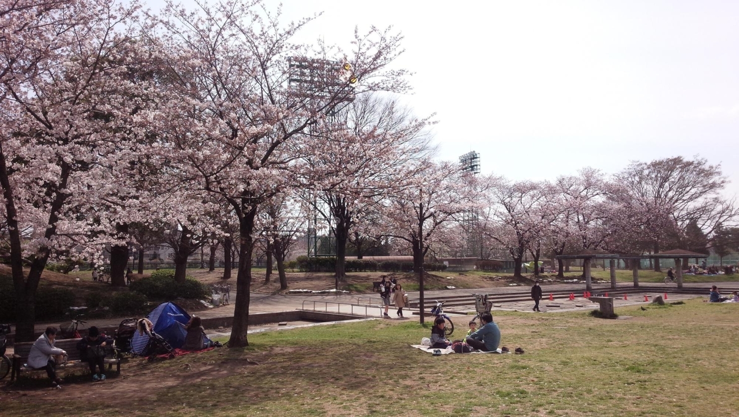 大師公園 川崎区 お花見するならここ 川崎市の 桜 特集 21年 まいぷれ 川崎市 大師公園 川崎区 お花見するならここ 川崎市の 桜 特集 21年 まいぷれ 川崎市