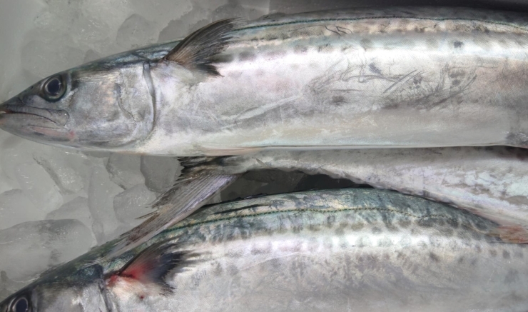 八千代市 佐倉市の鮮魚店 京成 東葉勝田台から徒歩10分 魚や山粋 ヤマスイ 2 6上物地魚から持ち帰り寿司まで 魚や山粋のニュース まいぷれ 八千代市 八千代市 佐倉市の鮮魚店 京成 東葉勝田台から徒歩10分 魚や山粋 ヤマスイ 2 6上物地魚から持ち帰り寿司まで 魚や山粋のニュース まいぷれ 八千代市