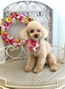 ココちゃん「わんこと秋桜　🐾」