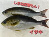 「○本日のお刺身○【しまね定置もん】ヤイトカツオ、イサキ」