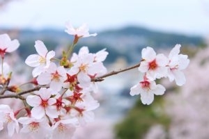 佐世保市 佐々町 波佐見町 川棚町の花見スポット 佐世保市 佐々町 波佐見町 川棚町の花見スポット まいぷれ 佐世保 佐世保市 佐々町 波佐見町 川棚町の花見スポット 佐世保市 佐々町 波佐見町 川棚町の花見スポット まいぷれ 佐世保