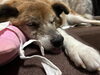 頑張ったね。ゆっくり休んでね。「看板犬「クマラ」のご紹介と、ひだち教室で大切にしていること」