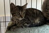 「【愛媛県新居浜市】ねこの里親募集のお知らせ！」