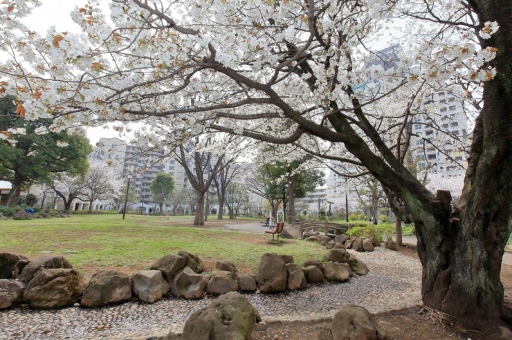 山桜と小川　水が流れる4月下旬以前は枯山水のよう