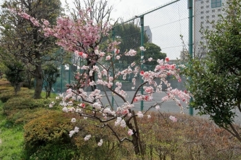 桃(手前)と花海棠(奥)の花