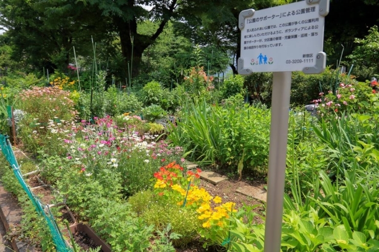 公園サポーターの皆さんが育てている花壇の数々