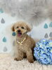 シュンくん「わんこと梅雨☔️」