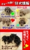 「おまたせしました！ちょー可愛い仔犬情報★」