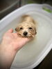 ナノマイクロバブルで温浴中♨️「はじめまして」