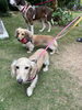 「【3/22開催】大阪アークさんの保護犬・保護猫 里親会 in きんつばドッグラン」