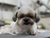 美容中にうとうとなのぶちゃん♡「今日のわんちゃん✿（西京区トリミングサロン・ペットホテル・訓練）」