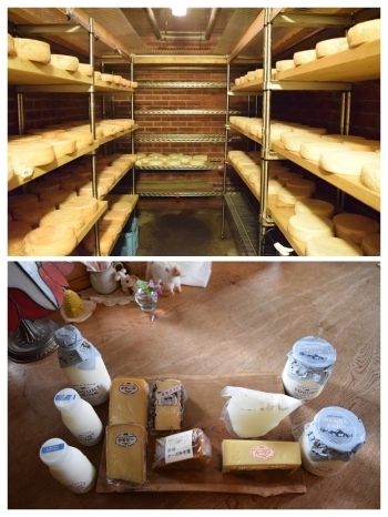 上：熟成中のチーズ
下：新商品の飲むヨーグルトも販売中「有限会社 半田ファーム」