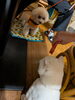 「『ぷくcafé定例会に滋賀守山から聴導犬🐕と共に初参加』」