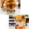 うめちゃん「今日のお友達」