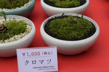 苔の中から木の芽が出てくる<br>京都の新名物「苔ポン」