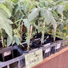 「野菜苗の販売スタートしました！道の駅木曽福島」