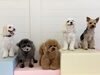 リーチくん♡ぷっかくん♡くまくん♡じろうくん♡くーくん「ましゅまろ幼稚園🐾」