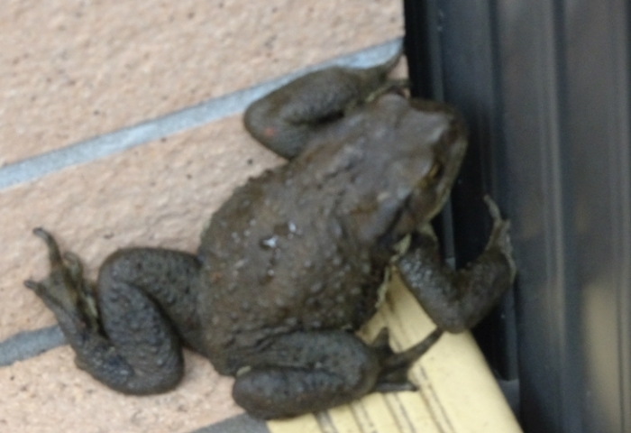 かえる 道を探せない カエル 府中市内で見かけました まいぷれ 府中市 かえる 道を探せない カエル 府中市内で見かけました まいぷれ 府中市