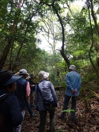 原生林散策の様子