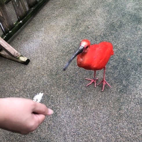 トキちゃん！餌もってると寄ってきます！「雨の連休の楽しみ方」