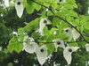 「そよ風に“ひらひら”ハンカチノキが開花」