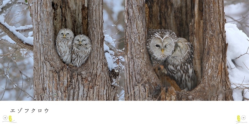 写真集 かわいいふくろう 世界中のふくろうのかわいらしい姿や愛くるしいシーンが満載 おすすめ新刊本 雑誌特集 まいぷれ 大阪市中央区 写真集 かわいいふくろう 世界中のふくろうのかわいらしい姿や愛くるしいシーンが満載 おすすめ新刊本 雑誌特集 まいぷれ 大阪市中央区