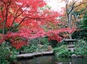 紅葉時期の庭園