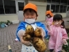 じゃがいも掘り 親子サッカー教室 行方市立玉造幼稚園のニュース なめがた日和 行方市