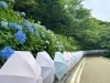 「法多山と可睡斎ゆりの園」