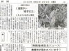 舞鶴茶生産組合 3年ぶりの良作に期待「【舞鶴市民新聞・発行案内】 4/14（火）第3406号」
