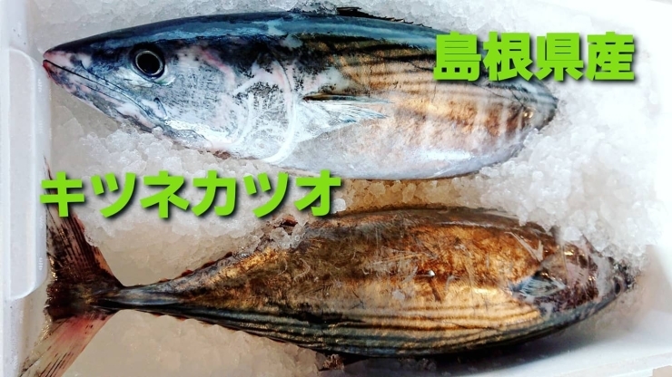 本日のお刺身 島根県産 キントキダイ キンメ キツネカツオ 寺津屋 仕出し 会席料理のニュース まいぷれ 松江