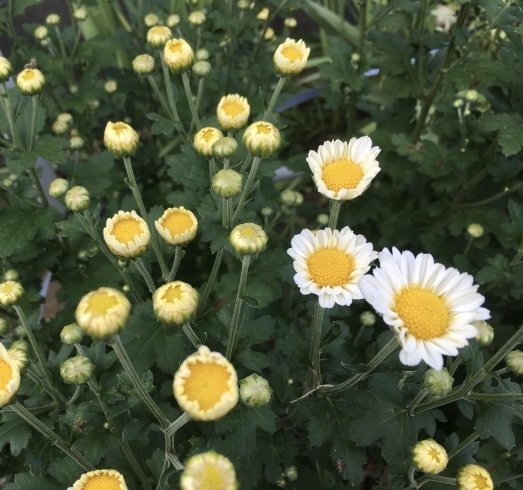 お盆まで頑張って！菊たち！「太陽に負けない夏の花」