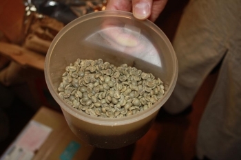 一般の方はめったにお目にかかれない生豆（green coffee)<br>