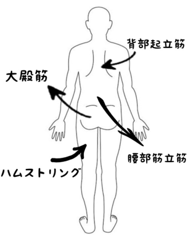 鍛える筋肉「慢性腰痛はデッドリフトで改善させよう！！」