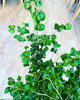 「観葉植物入荷しました」
