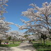 長久手市内の桜スポット！