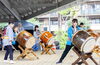 迫力満点！ステージパフォーマンス「【開催報告】過去最大規模！第7回 えどがわ やさしいマルシェを開催しました（2025年6月15日）」