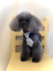 くるみちゃん「春です&予約状況（サロン・ホテル）」